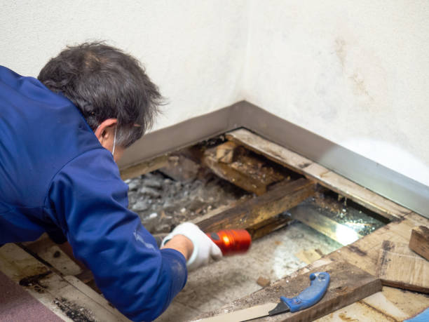 Best Local Mold Removal Service  in New Baltimore, VA