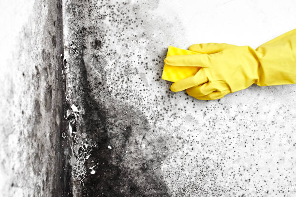 Best Toxic Mold Removal  in New Baltimore, VA