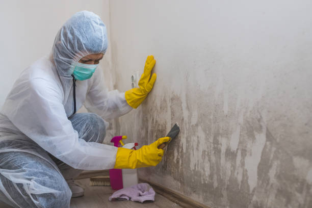 Crawl Space Mold Removal in New Baltimore, VA