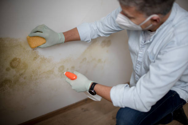 Best Mold Damage Repair  in New Baltimore, VA