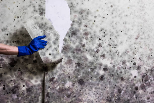 Reliable New Baltimore, VA Mold Removal Solutions